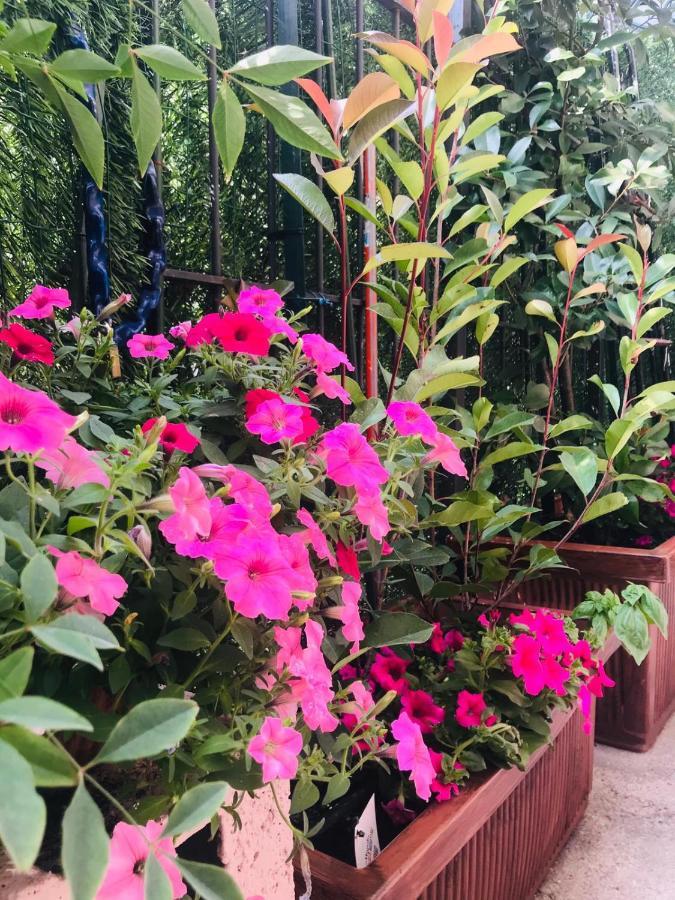 Oasi Di Paradiso - Comfy Private Apartment On Ground Floor With Terrace Desenzano del Garda Exterior photo